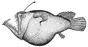 Melanocetus murrayi_0101.jpg